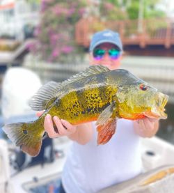 Fishing for Peacock Bass in Florida